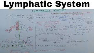 Lymphatic System  Part 1  Thoracic Duct  The Charsi of Medical Literature [upl. by Drusilla]