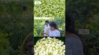 மதுரை மல்லிகைப்பூ வாசம்  Anitha Pushpavanam Kuppusamy Sings  Terrace Garden Vlog [upl. by Alioz]