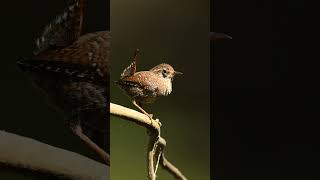 Photographing a Small Forest Bird Winter Wrens birding forestbirds nikonwildlife [upl. by Nyrhtac]