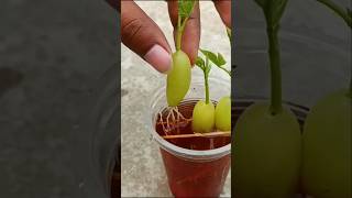 Grape fruit cuttings shots roofgarden cuttingfruit [upl. by Eduard942]