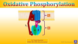 3 Oxidative Phosphorylation  Biological Oxidation  Biochemistry  NJOY Biochemistry [upl. by Salamone]