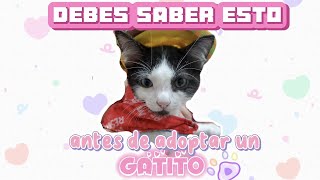 Lo que debes saber antes de adoptar un gato gatos catlover gatitos mascotas [upl. by Nohsreg809]