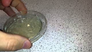 Culture a Bacteria on Agar quotMicrococcus luteusquot [upl. by Nellad]