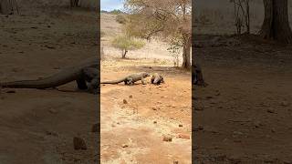 A Komodo dragon with an injured leg😨komodo animals wildanimals [upl. by Ainak536]