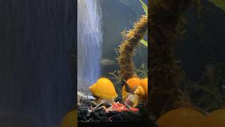 BLOODWORM FEAST TIMELAPSE fishkeeping aquarium mysterysnail [upl. by Rauscher]