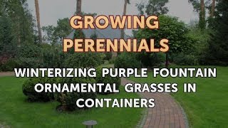 Winterizing Purple Fountain Ornamental Grasses in Containers [upl. by Yssej637]