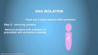 DNA ISOLATION  Simple Animated Tutorial [upl. by Elletnohs]