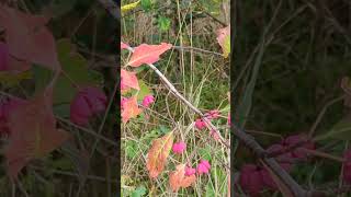 Autumnal splendour  Spindle berries and leaves [upl. by Anerul]