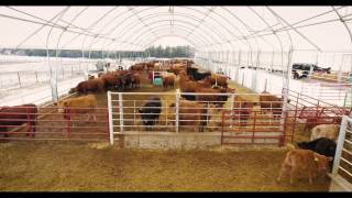 250 Hd CowCalf Barn w 250 Hd Backgrounding Barn [upl. by Ardnuhsed]