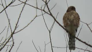 0810 24 1 Juv SharpShinned amp Coopers Hawk  Kent Wa 0275162 [upl. by Gupta]