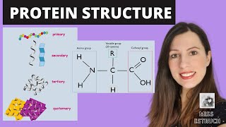 PROTEIN STRUCTURE Amino acid structures Primary secondary tertiary and quaternary proteins [upl. by Romeu]