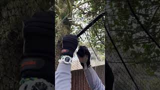 How to catproof a garden tree with ProtectaPet 😻 DIY or Pro Install cats trees [upl. by Girvin724]