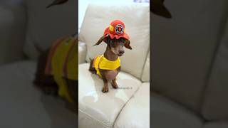 Moonpie thinks shes a firefighter starboxdachshunds moonpiestarbox buttercupstarbox [upl. by Tommie]