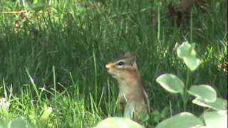 Chipping Chipmunk [upl. by Eusebio]