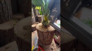 Idea genial para cultivar orquídeas en troncos ￼ [upl. by Alek]