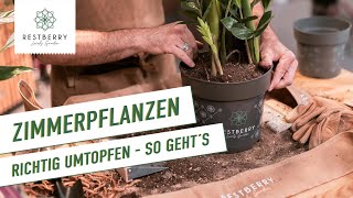 Zimmerpflanzen richtig umtopfen  so geht´s [upl. by Swartz]