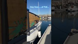 My Deckhand for the day… labrador dockdog boatlife [upl. by Greff]