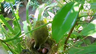 yellow vented bulbul [upl. by Slade]