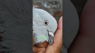 Sileti patha home breed 🩶🩶pigeon pigeonbaz kabutarbazzi pigeonbird [upl. by Enirod]