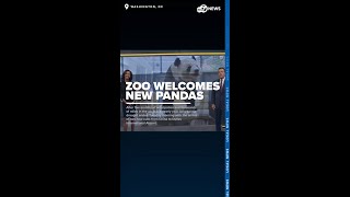 DC Smithsonian National Zoo welcomes new pandas Bao Li and Qing Bao [upl. by Antonino]