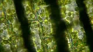 Elodea Cytoplasmic Streaming [upl. by Noyrb]