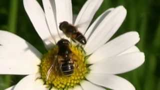 ERISTALE GluantParade Nuptiale Eristalis tenax  BRUITX [upl. by Dagmar320]