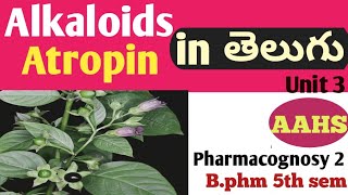 Atropine in alkaloids in తెలుగు  bpharm 5th sem  pharmacognosy 2  unit 3 [upl. by Serolod]