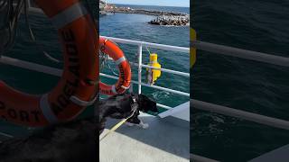 Sailing away from Kangaroo Island on the ferry kangarooisland sealink ferry dog [upl. by Yentiw]