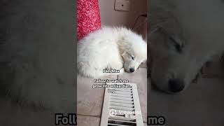 Max the Maremma Settling In amp Growing Up [upl. by Lacie]