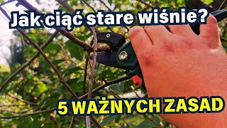 JAK CIĄĆ STARE WIŚNIE 🍒 🌳 ✂️ [upl. by Ahel701]