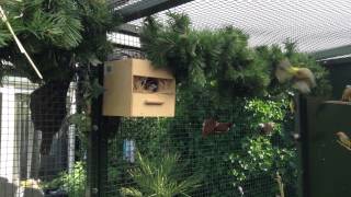 Vogel buiten voliere Bird aviary outside [upl. by Surovy]