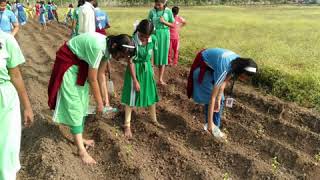 Organic Farming Project by Class VIIth of Amrutvahini Model School [upl. by Boony873]