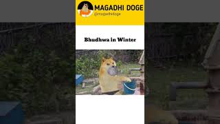 bhudwa in winter magadhidoge comedy [upl. by Adnyl]