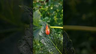 Dysdercus cingulatus ธรรมชาติ ธรรมชาติสร้างสรรค์ ธรรมชาติสวยงามเสมอ แมลง แมลงฝ้ายแดง [upl. by Lance]