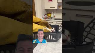 Vet Reacts to Crazy Cats [upl. by Scot]