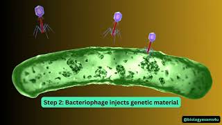 Bacteriophage Life Cycle Animation [upl. by Ecirtaed]