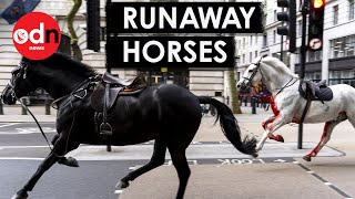 Shocking Moment ‘BloodCovered’ Horses Run Rampage in Central London [upl. by Elcarim]