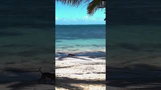 Catalonia Hotel Beach Punta Cana DR [upl. by Idas]