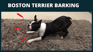 BOSTON TERRIER MAX BARKING [upl. by Pandich]