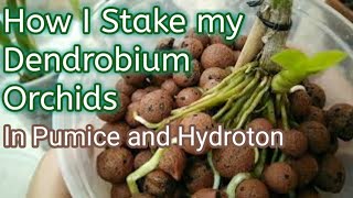 How I stake my Dendrobium Orchids in Pumice and Hydroton [upl. by Kcirdnekal104]