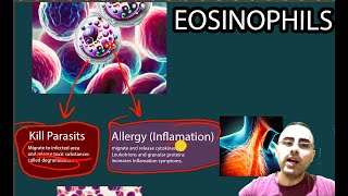 Eosinophils  Elevated eosinophils Low Eosinophils [upl. by Leumek]