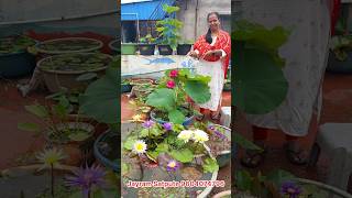 Nymphaea and Nelumbo from our home lotus garden gardening lotus How to grow at home  waterlily [upl. by Emersen585]