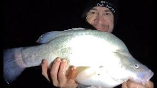 Taylors lake easy landbased Murray Cod and yellowbelly fishing Horshams best kept secret [upl. by Kerrie]