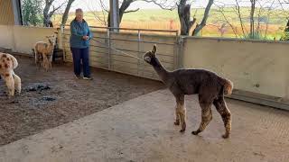 Training a cria to walk in a head collar [upl. by Melia]