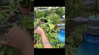 Part 2 Treatment of Mealybugs on plants gardening organic mealybug plants plantcare neemoil [upl. by Redep]