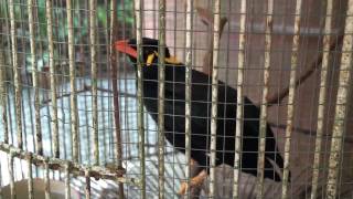 mynah bird talking tagalog [upl. by Nosnorb]