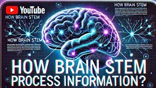 Brainstem 101 The parts and how it works [upl. by Nauaj]