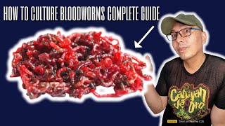 how to culture bloodworms complete guide Live Fish Food [upl. by Ditzel]