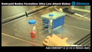 Embryoid Bodies Formation Ultra Low Attach Dishes [upl. by Clarinda265]