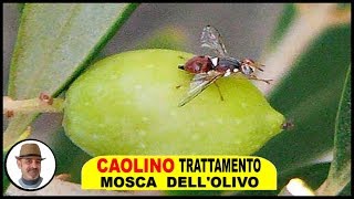 CAOLINO TRATTAMENTO MOSCA OLIVO e tutto quello che cè da sapere [upl. by Nelloc]